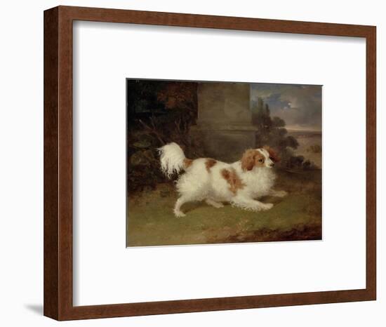 A Blenheim Spaniel, c.1820-30-William Webb-Framed Giclee Print