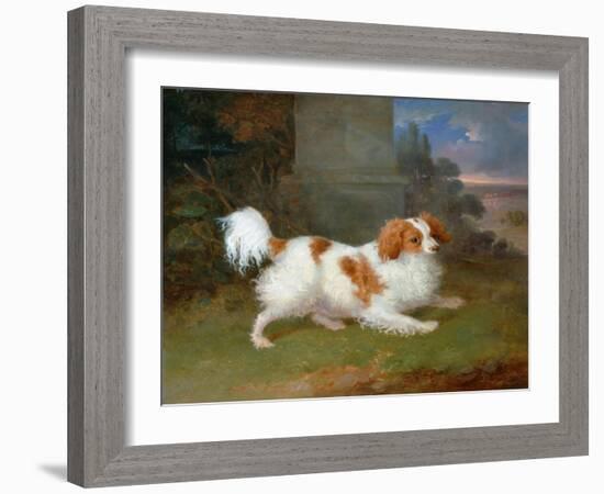 A Blenheim Spaniel-William Webb-Framed Giclee Print