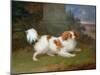 A Blenheim Spaniel-William Webb-Mounted Giclee Print