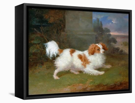 A Blenheim Spaniel-William Webb-Framed Premier Image Canvas