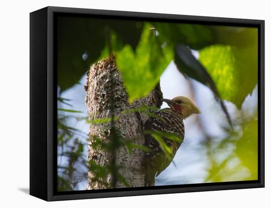 A Blond-Crested Woodpecker, Celeus Flavescens, Pecks a Tree by Iguazu Falls-Alex Saberi-Framed Premier Image Canvas