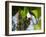 A Blond-Crested Woodpecker, Celeus Flavescens, Pecks a Tree by Iguazu Falls-Alex Saberi-Framed Photographic Print