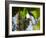 A Blond-Crested Woodpecker, Celeus Flavescens, Pecks a Tree by Iguazu Falls-Alex Saberi-Framed Photographic Print