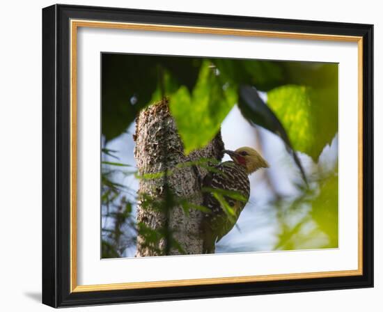 A Blond-Crested Woodpecker, Celeus Flavescens, Pecks a Tree by Iguazu Falls-Alex Saberi-Framed Photographic Print