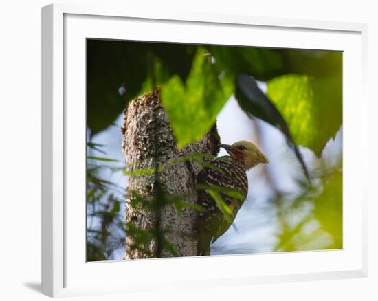 A Blond-Crested Woodpecker, Celeus Flavescens, Pecks a Tree by Iguazu Falls-Alex Saberi-Framed Photographic Print