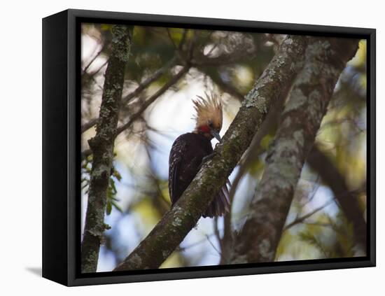 A Blond-Crested Woodpecker, Celeus Flavescens, Sits in a Tree at Sunset in Ibirapuera Park-Alex Saberi-Framed Premier Image Canvas