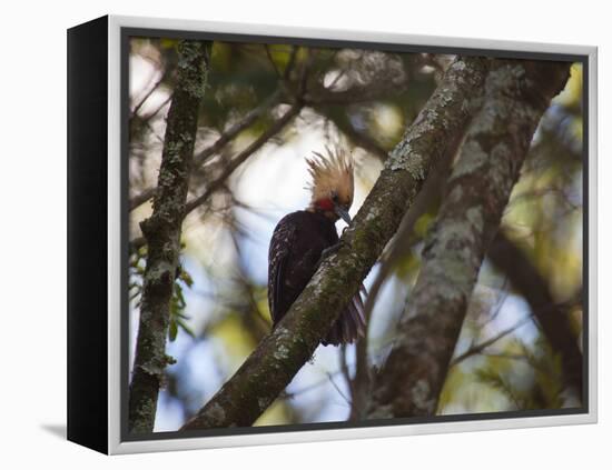 A Blond-Crested Woodpecker, Celeus Flavescens, Sits in a Tree at Sunset in Ibirapuera Park-Alex Saberi-Framed Premier Image Canvas