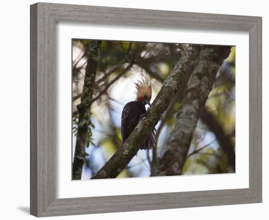 A Blond-Crested Woodpecker, Celeus Flavescens, Sits in a Tree at Sunset in Ibirapuera Park-Alex Saberi-Framed Photographic Print