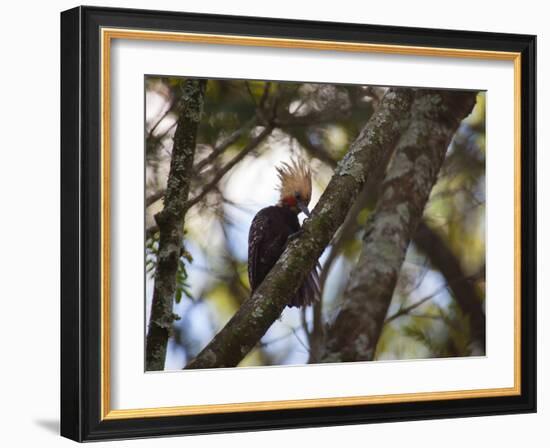 A Blond-Crested Woodpecker, Celeus Flavescens, Sits in a Tree at Sunset in Ibirapuera Park-Alex Saberi-Framed Photographic Print