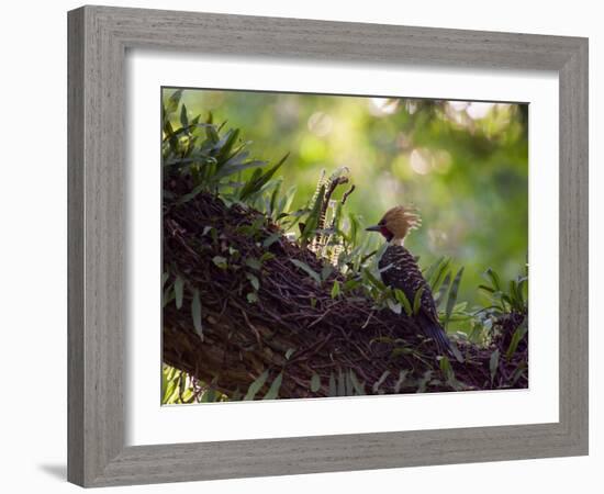 A Blond-Crested Woodpecker, Celeus Flavescens, Sits on a Branch at Sunset in Ibirapuera Park-Alex Saberi-Framed Photographic Print