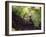 A Blond-Crested Woodpecker, Celeus Flavescens, Sits on a Branch at Sunset in Ibirapuera Park-Alex Saberi-Framed Photographic Print