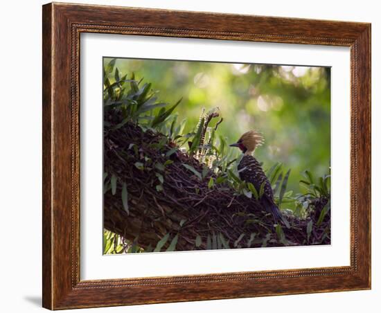 A Blond-Crested Woodpecker, Celeus Flavescens, Sits on a Branch at Sunset in Ibirapuera Park-Alex Saberi-Framed Photographic Print