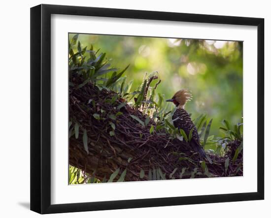 A Blond-Crested Woodpecker, Celeus Flavescens, Sits on a Branch at Sunset in Ibirapuera Park-Alex Saberi-Framed Photographic Print