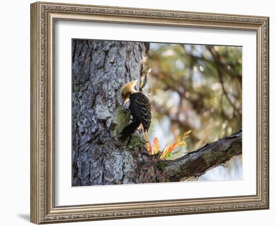 A Blond-Crested Woodpecker Chips Away at a Tree in Ubatuba, Brazil-Alex Saberi-Framed Photographic Print