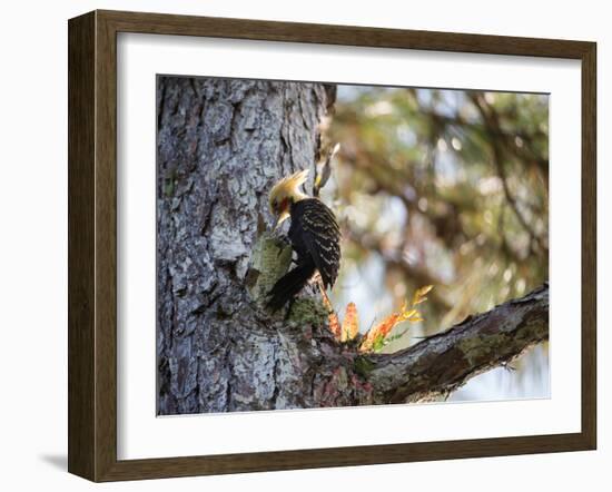 A Blond-Crested Woodpecker Chips Away at a Tree in Ubatuba, Brazil-Alex Saberi-Framed Photographic Print