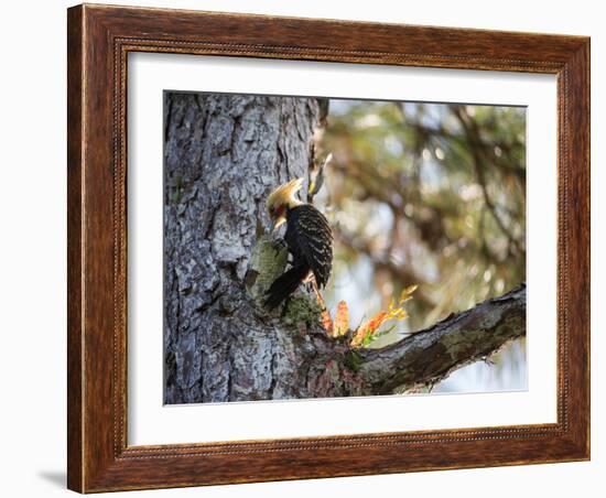 A Blond-Crested Woodpecker Chips Away at a Tree in Ubatuba, Brazil-Alex Saberi-Framed Photographic Print