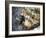 A Blond-Crested Woodpecker Chips Away at a Tree in Ubatuba, Brazil-Alex Saberi-Framed Photographic Print