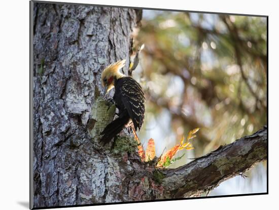 A Blond-Crested Woodpecker Chips Away at a Tree in Ubatuba, Brazil-Alex Saberi-Mounted Photographic Print