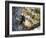 A Blond-Crested Woodpecker Chips Away at a Tree in Ubatuba, Brazil-Alex Saberi-Framed Photographic Print