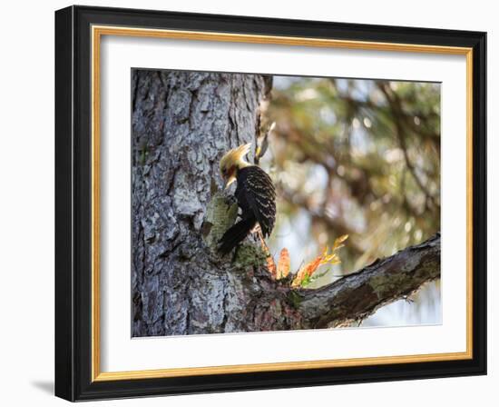 A Blond-Crested Woodpecker Chips Away at a Tree in Ubatuba, Brazil-Alex Saberi-Framed Photographic Print