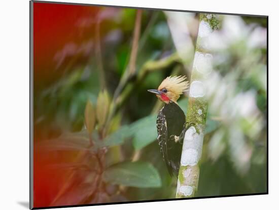 A Blond-Crested Woodpecker Feeds from a Tree in Ubatuba, Brazil-Alex Saberi-Mounted Photographic Print