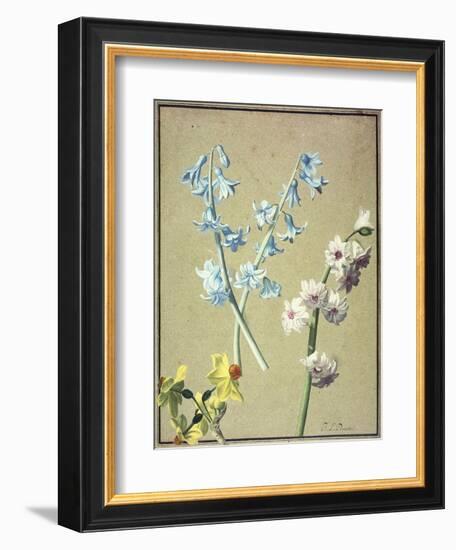 A Blue and a Lavender Hyacinth, and a Yellow Narcissus, C.1805-Jean-Louis Prevost-Framed Giclee Print