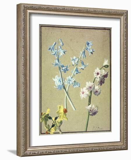 A Blue and a Lavender Hyacinth, and a Yellow Narcissus, C.1805-Jean-Louis Prevost-Framed Giclee Print