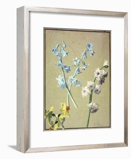 A Blue and a Lavender Hyacinth, and a Yellow Narcissus, C.1805-Jean-Louis Prevost-Framed Giclee Print