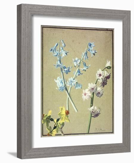 A Blue and a Lavender Hyacinth, and a Yellow Narcissus, C.1805-Jean-Louis Prevost-Framed Giclee Print
