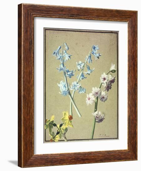 A Blue and a Lavender Hyacinth, and a Yellow Narcissus, C.1805-Jean-Louis Prevost-Framed Giclee Print