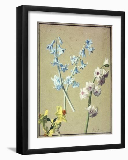 A Blue and a Lavender Hyacinth, and a Yellow Narcissus, C.1805-Jean-Louis Prevost-Framed Giclee Print
