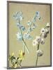 A Blue and a Lavender Hyacinth, and a Yellow Narcissus, C.1805-Jean-Louis Prevost-Mounted Giclee Print