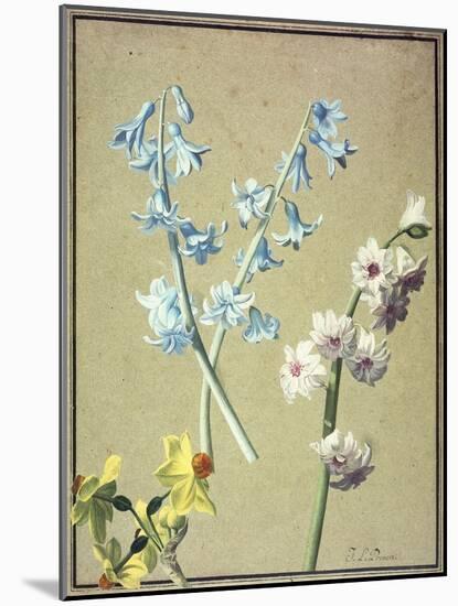 A Blue and a Lavender Hyacinth, and a Yellow Narcissus, C.1805-Jean-Louis Prevost-Mounted Giclee Print