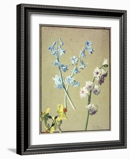 A Blue and a Lavender Hyacinth, and a Yellow Narcissus, C.1805-Jean-Louis Prevost-Framed Giclee Print