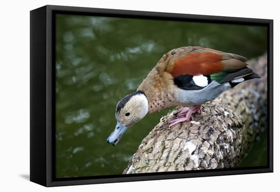 A Blue Billed Duck in Kowloon Park, Hong Kong, Captive-Richard Wright-Framed Premier Image Canvas