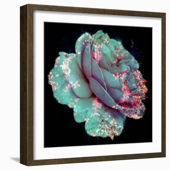 A Blue Blooming Garden Rose with Floral Ornaments from Spring Trees-Alaya Gadeh-Framed Photographic Print