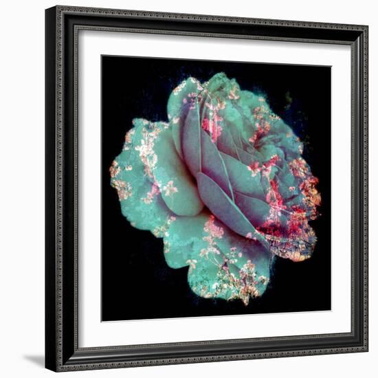 A Blue Blooming Garden Rose with Floral Ornaments from Spring Trees-Alaya Gadeh-Framed Photographic Print