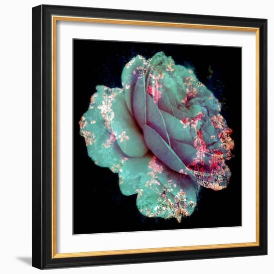 A Blue Blooming Garden Rose with Floral Ornaments from Spring Trees-Alaya Gadeh-Framed Photographic Print