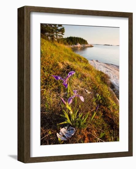 A Blue Flag Iris on the Coast of Maine's Great Wass Island Near Jonesport, Maine, Usa-Jerry & Marcy Monkman-Framed Photographic Print