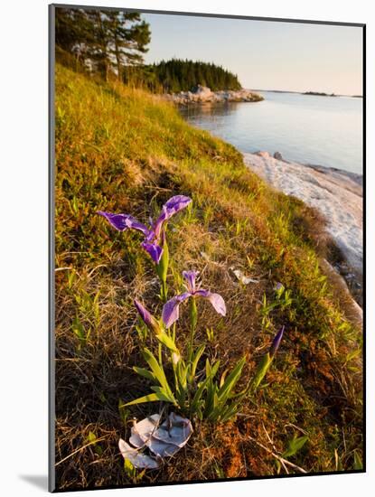 A Blue Flag Iris on the Coast of Maine's Great Wass Island Near Jonesport, Maine, Usa-Jerry & Marcy Monkman-Mounted Photographic Print