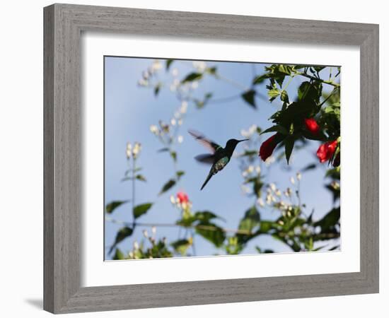 A Blue-Green Hummingbird Feeds from a Flower in Ubatuba, Brazil-Alex Saberi-Framed Photographic Print