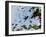 A Blue-Green Hummingbird Feeds from a Flower in Ubatuba, Brazil-Alex Saberi-Framed Photographic Print