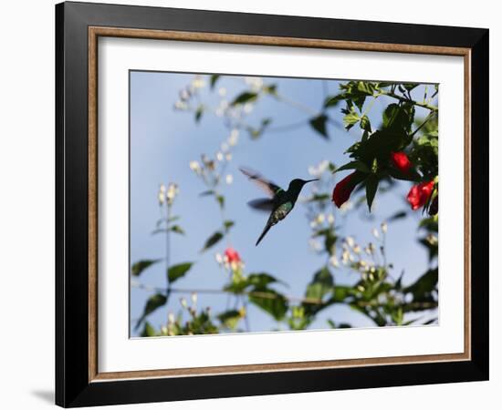 A Blue-Green Hummingbird Feeds from a Flower in Ubatuba, Brazil-Alex Saberi-Framed Photographic Print