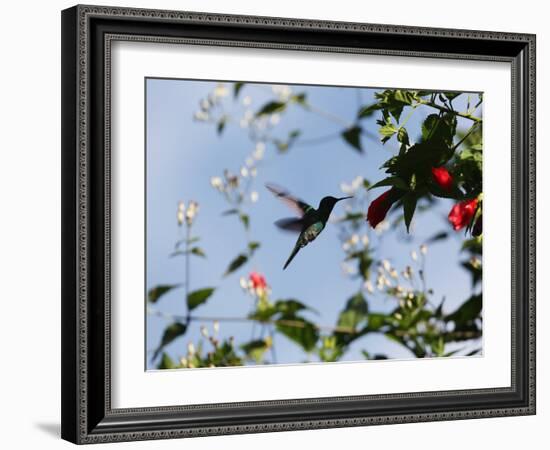 A Blue-Green Hummingbird Feeds from a Flower in Ubatuba, Brazil-Alex Saberi-Framed Photographic Print