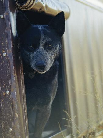 black blue heeler
