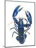 A Blue Lobster-Isabelle Brent-Mounted Photographic Print