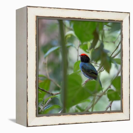 A Blue Manakin, Chiroxiphia Caudata, Bird Rests on a Branch in Ubatuba, Brazil-Alex Saberi-Framed Stretched Canvas