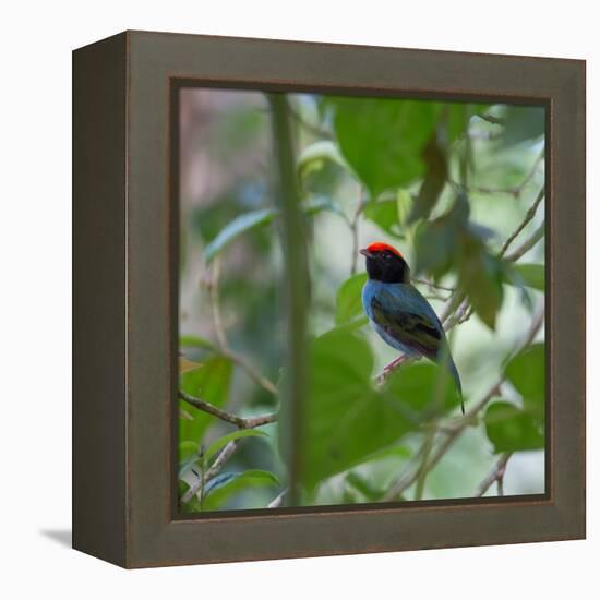 A Blue Manakin, Chiroxiphia Caudata, Bird Rests on a Branch in Ubatuba, Brazil-Alex Saberi-Framed Stretched Canvas