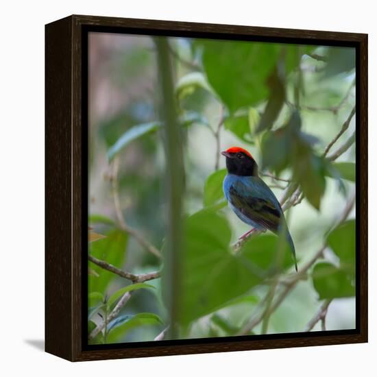 A Blue Manakin, Chiroxiphia Caudata, Bird Rests on a Branch in Ubatuba, Brazil-Alex Saberi-Framed Stretched Canvas