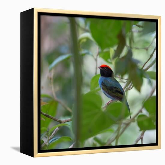 A Blue Manakin, Chiroxiphia Caudata, Bird Rests on a Branch in Ubatuba, Brazil-Alex Saberi-Framed Stretched Canvas